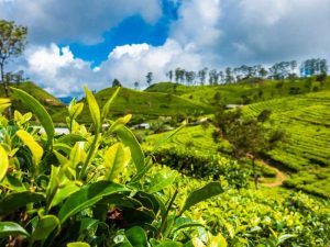 tea plantations in haputale