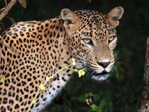 Tour packages to sri lanka by magical isle holidays